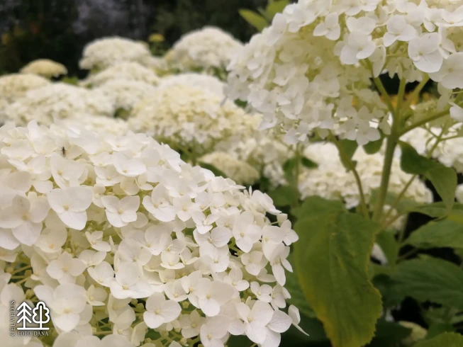 Hydrangea arborescens   'Hills of Snow'